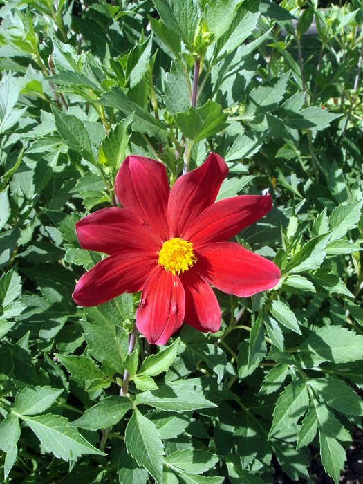 Dahlia coccinea fleur